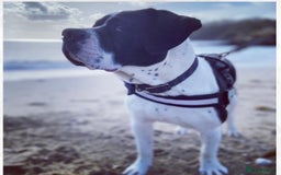 Mixed Breed dogs for sale: The is Frank - Advert 2