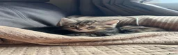 Domestic Shorthair cats for sale: Four beautiful kittens - Advert 6