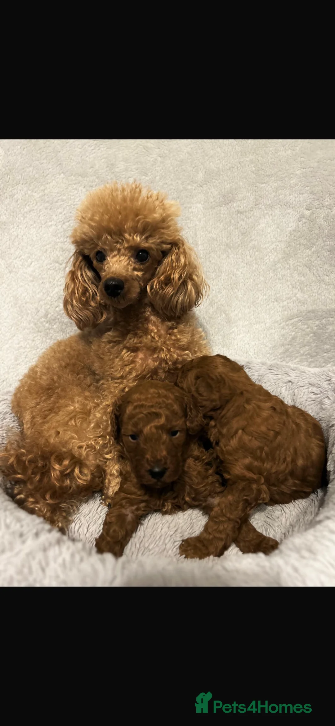 Toy Poodle dogs for sale: KC Registered Toy Poodle – 1 girl available - Advert 2