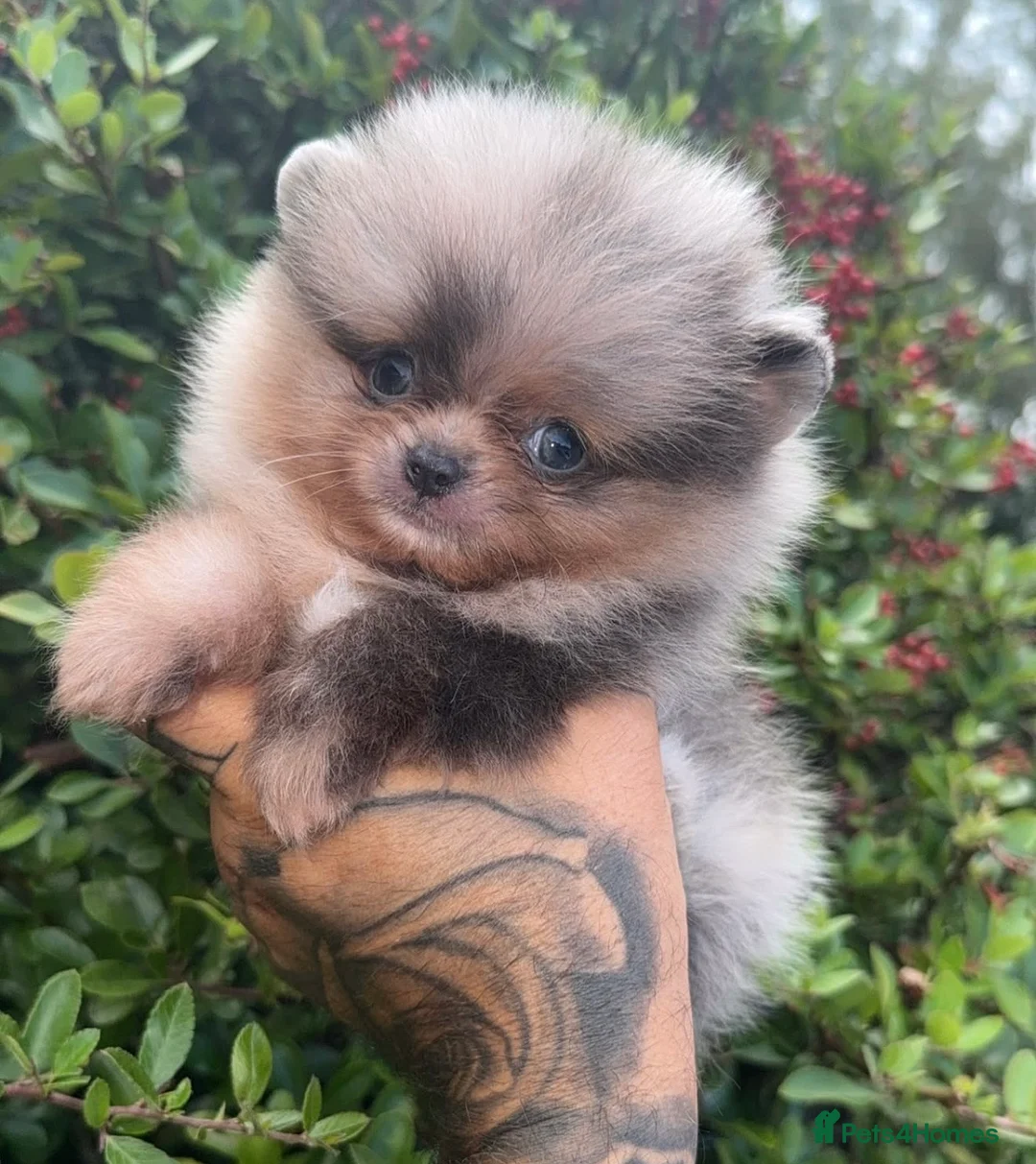 Pomeranian dogs for stud: THE BEST QUALITY MERLE TEDDY FACED POM STUD - Advert 4