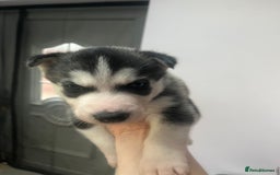 Siberian Husky dogs for sale: Siberian Husky puppies  - Advert 9