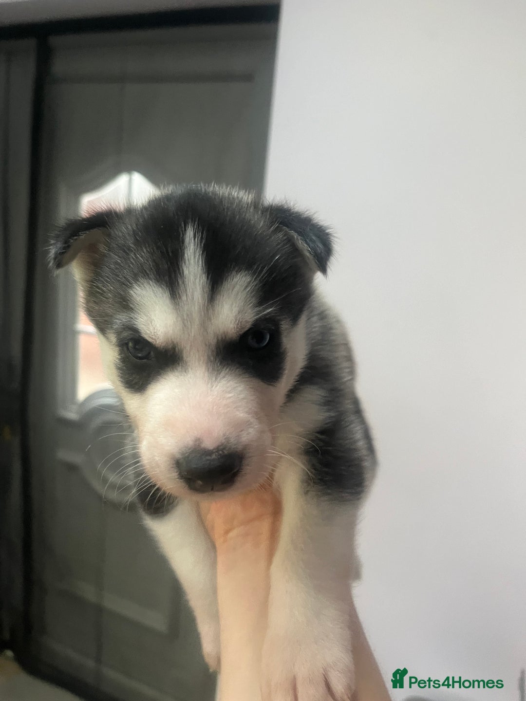 Siberian Husky dogs for sale: Siberian Husky puppies  - Advert 9