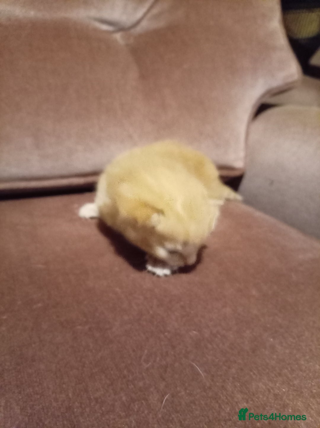 Mixed Breed cats for sale: Four mixed breed British short kittens - Image 14