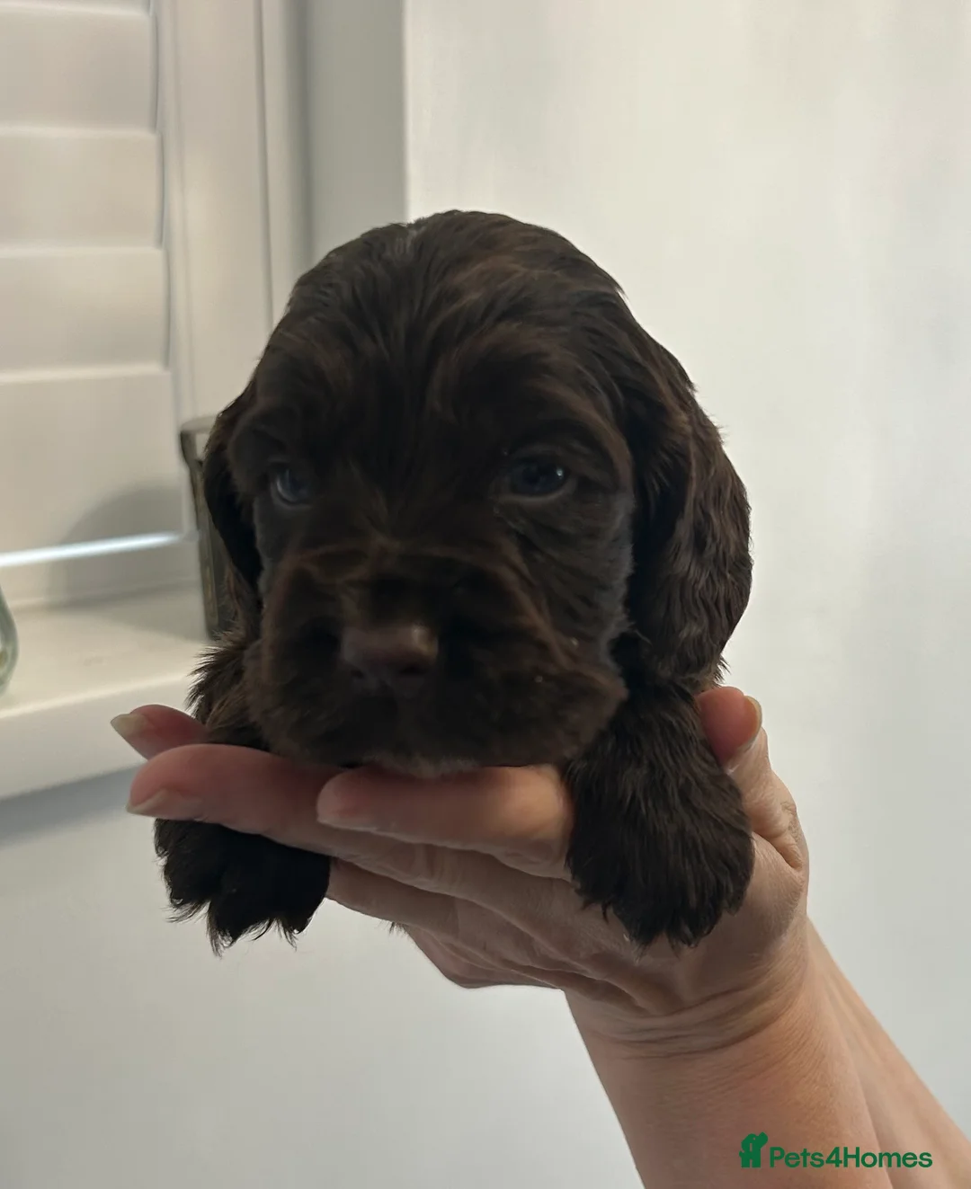 Cocker Spaniel dogs for sale: Beautiful cocker spaniel puppies  - Advert 3