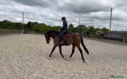 English Thoroughbred horses for sale: Stunning 17H Bay Gelding - Image 1