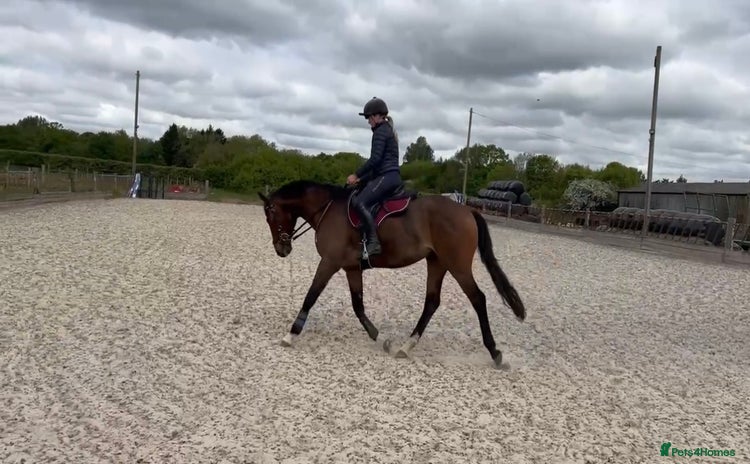English Thoroughbred horses - Advert 1