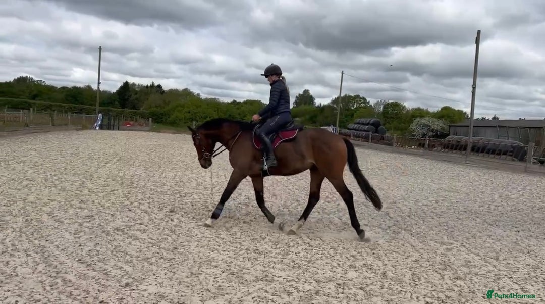 English Thoroughbred horses for sale: Stunning 17H Bay Gelding - Image 1