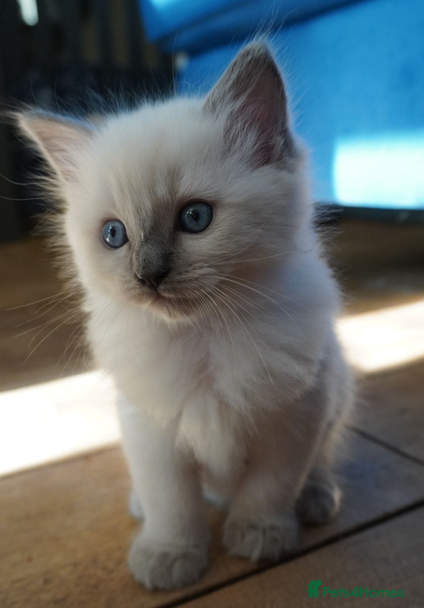 Ragdoll cats READY TO LEAVE NOW... Blue point Ragdoll kittens - Advert 15