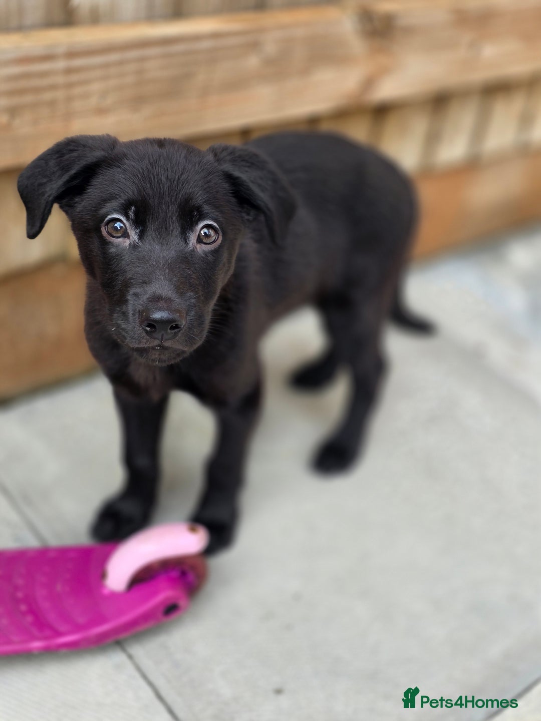 Mixed Breed dogs for sale: Beautiful black Belgain Malinois X Labrador  - Image 6