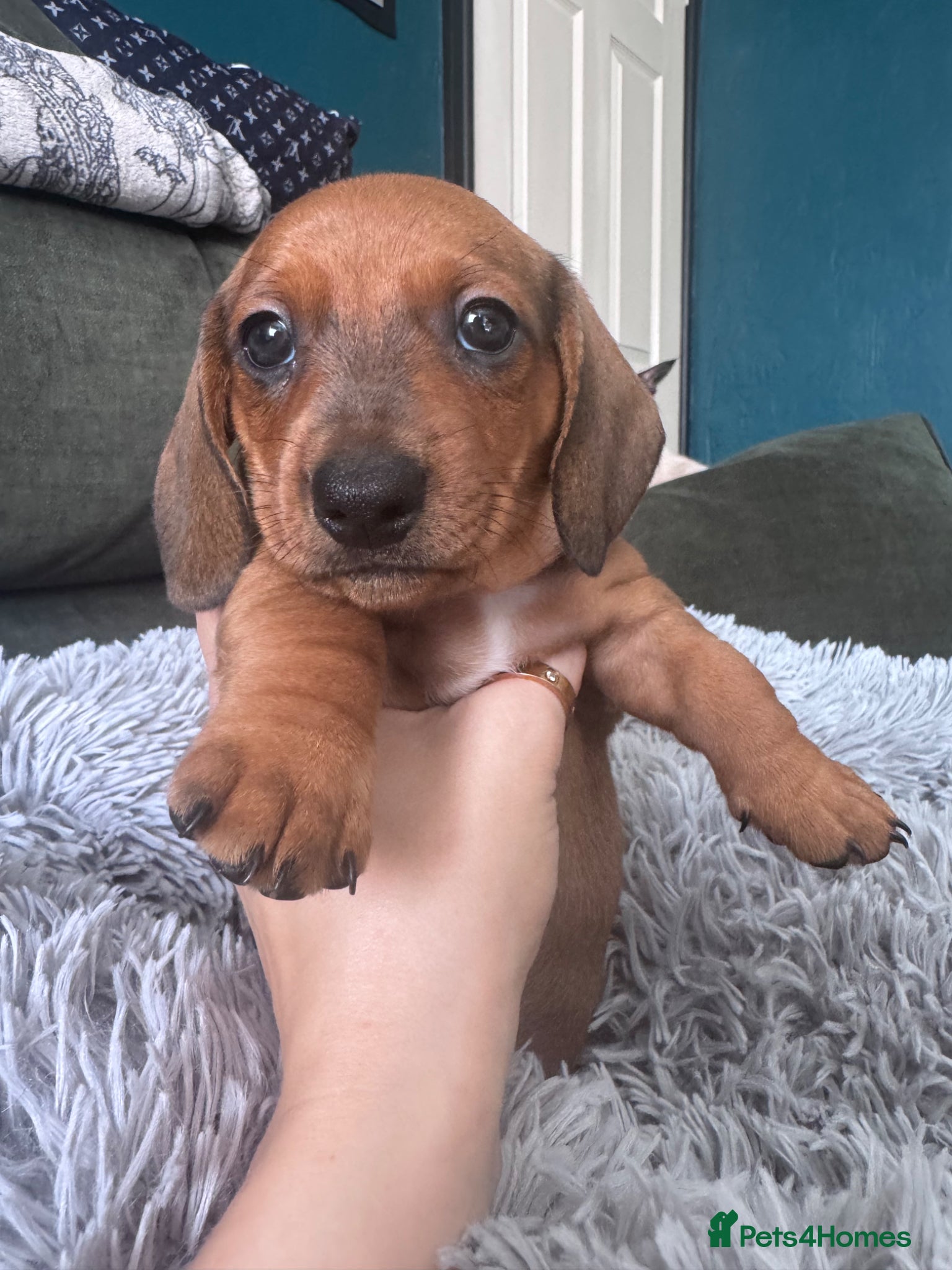 Dachshund dogs 3 adorable red standard dachshund girls available  - Advert 2