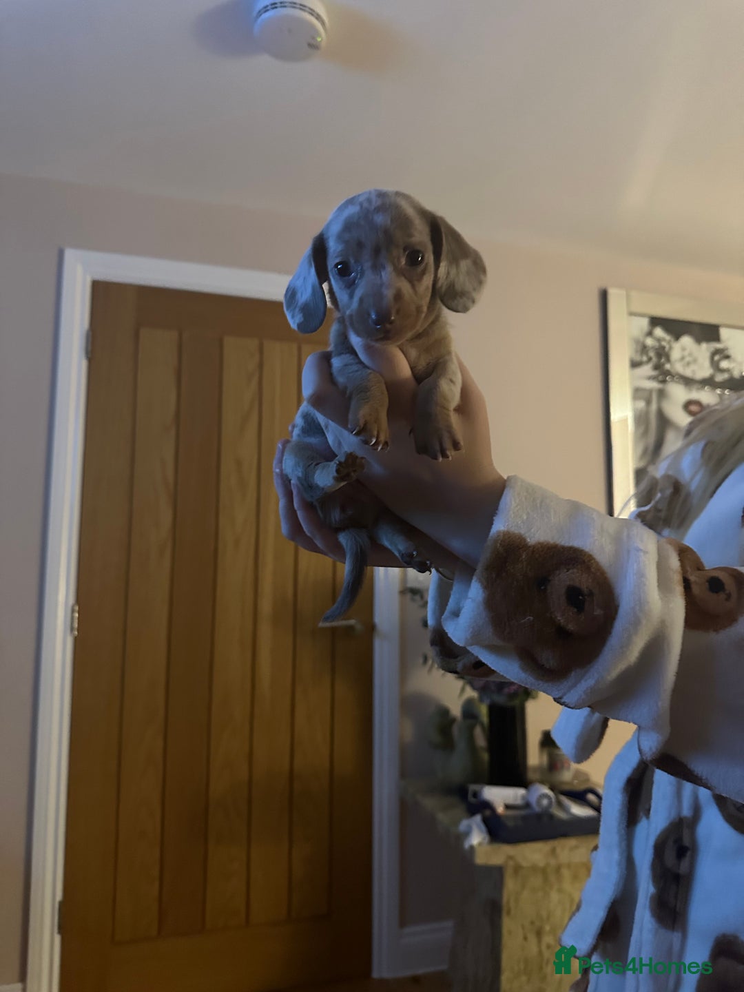 Miniature Dachshund dogs for sale: Miniature Dachshund Puppies - Image 16