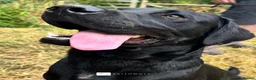 Labrador Retriever dogs for sale: Ace - Fully Trained Family Pet Labrador - Advert 1