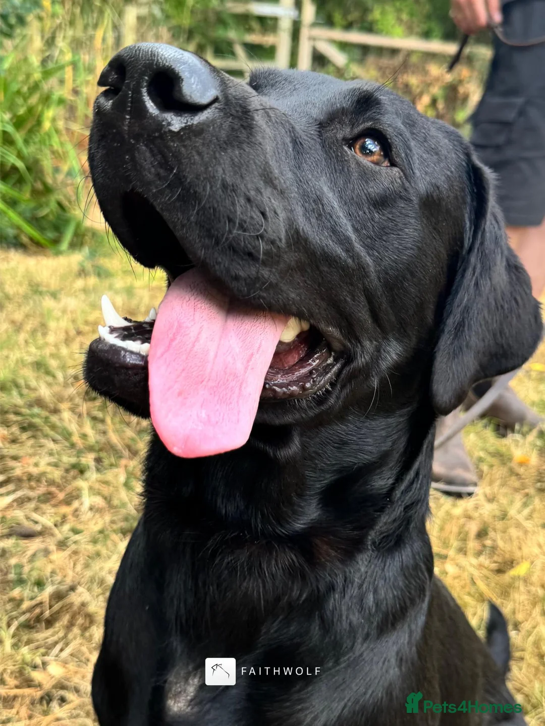 Labrador Retriever dogs for sale: Ace - Fully Trained Family Pet Labrador - Advert 1