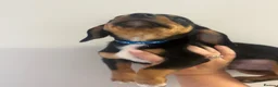 Jackshund dogs for sale: Dachshund x Jack Russel   - Advert 2