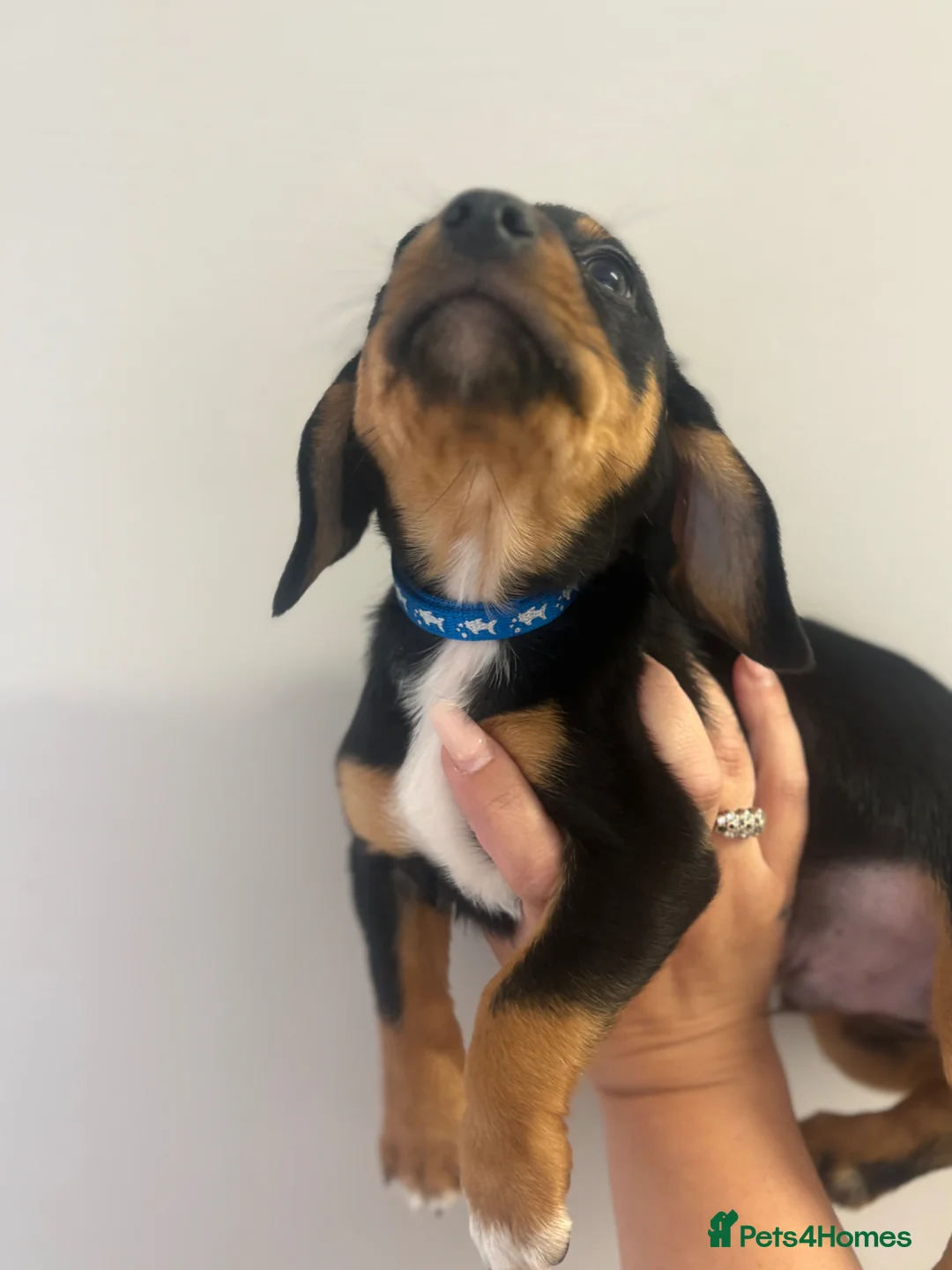Jackshund dogs for sale: Dachshund x Jack Russel   - Advert 2