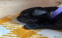 Cockerdor dogs for sale: Cockador Puppies for sale - Image 31