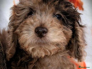 Cockapoo dogs - Advert 3