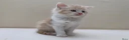 Mixed Breed cats for sale: Gorgeous Long Haired Siberian Cross Kittens  - Advert 9