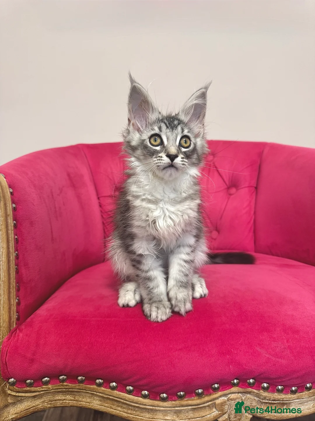 Maine Coon cats for sale: MaineCoon Kittens 🏆20+Gen🧬 Outstadning Pedigree - Advert 31