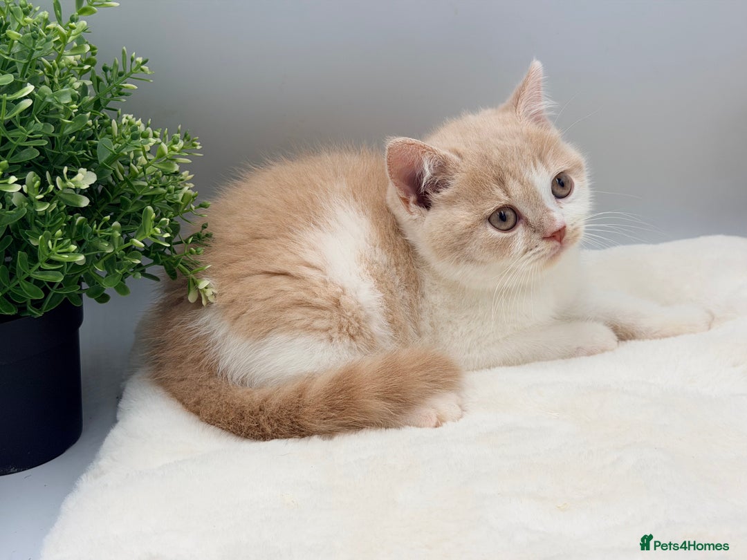 British Shorthair cats for sale: PEDIGREE REGISTERED CHUNKY BRITISH SHORTHAIRS  - Advert 9