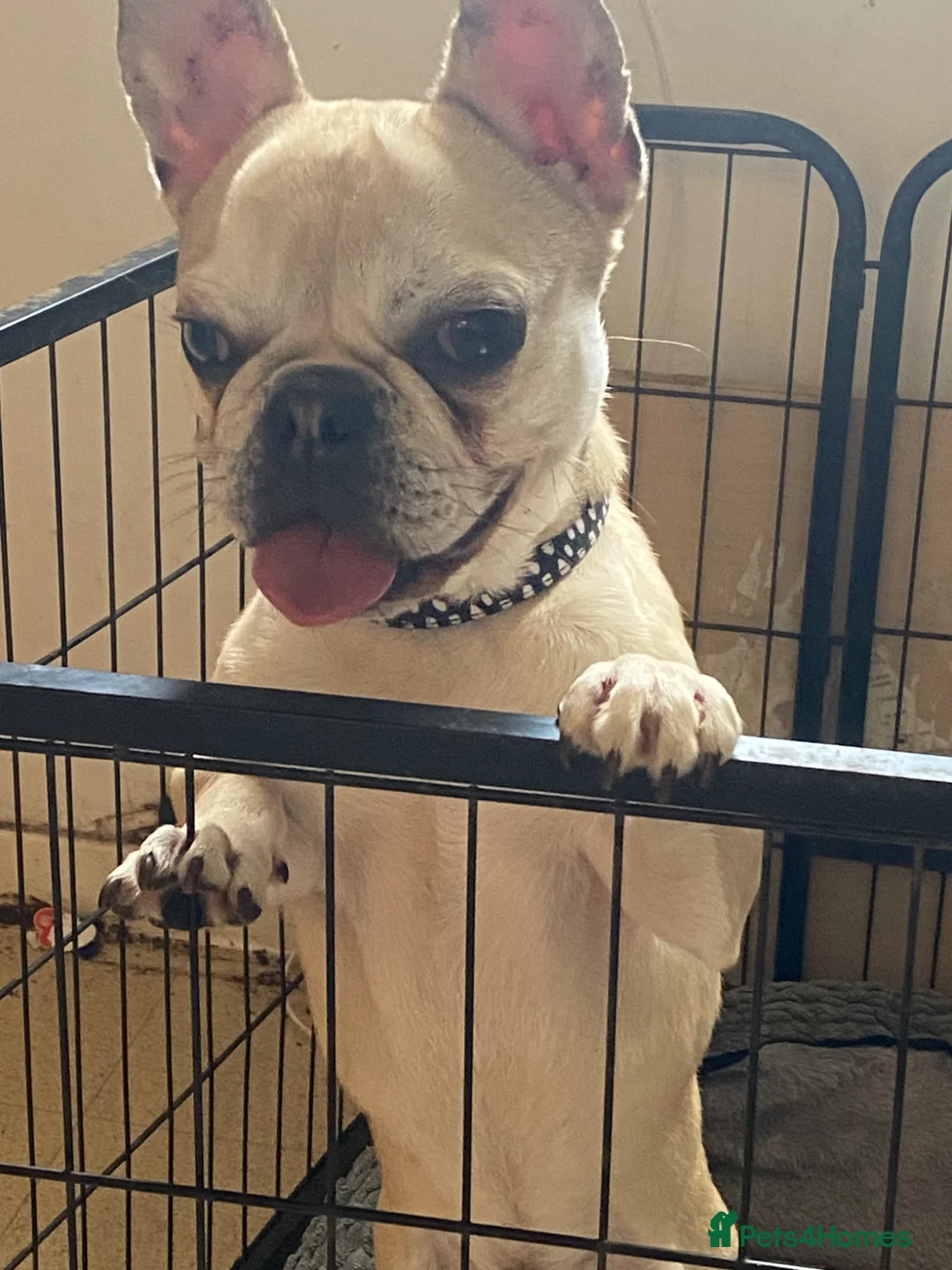 Mixed Breed dogs for sale: Frug for sale French bulldog and pug :) - Advert 2