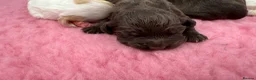 Cocker Spaniel dogs for sale: WCS Puppies from health tested KC Parents  - Advert 12