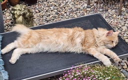 Maine Coon cats for sale: Maine coon Kittens Ready to go! 100% Pedigree   in Derby - Image 7
