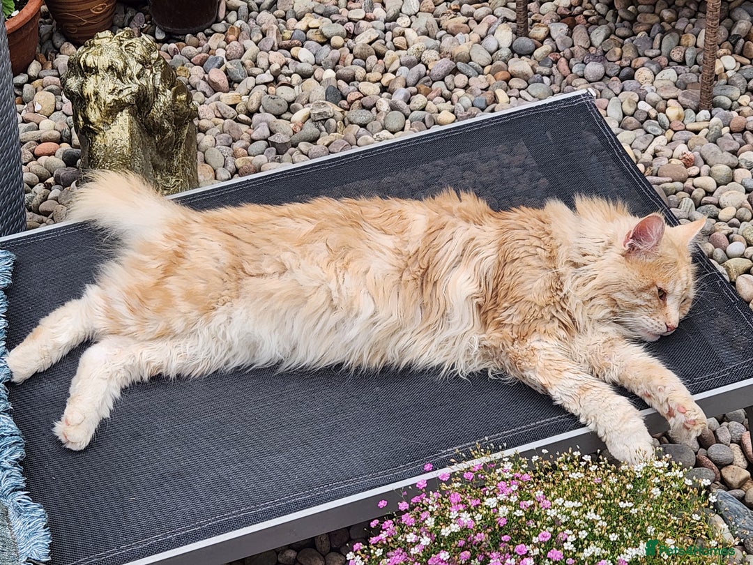 Maine Coon cats for sale: Maine coon Kittens Ready to go! 100% Pedigree   in Derby - Image 7