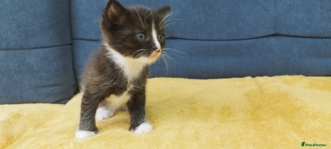 Ragdoll cats for sale: Half Ragdoll - one boy and four girls - Image 6