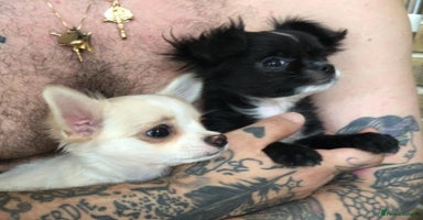 Chihuahua dogs - Advert 13