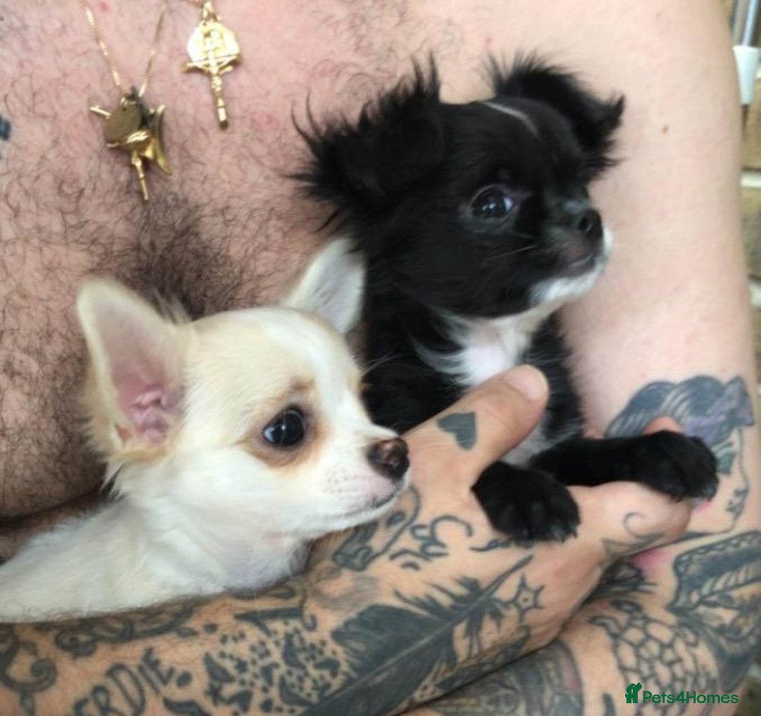 Chihuahua dogs for sale: READY TO GO!.   Last male Chihuahua puppy left - Image 4