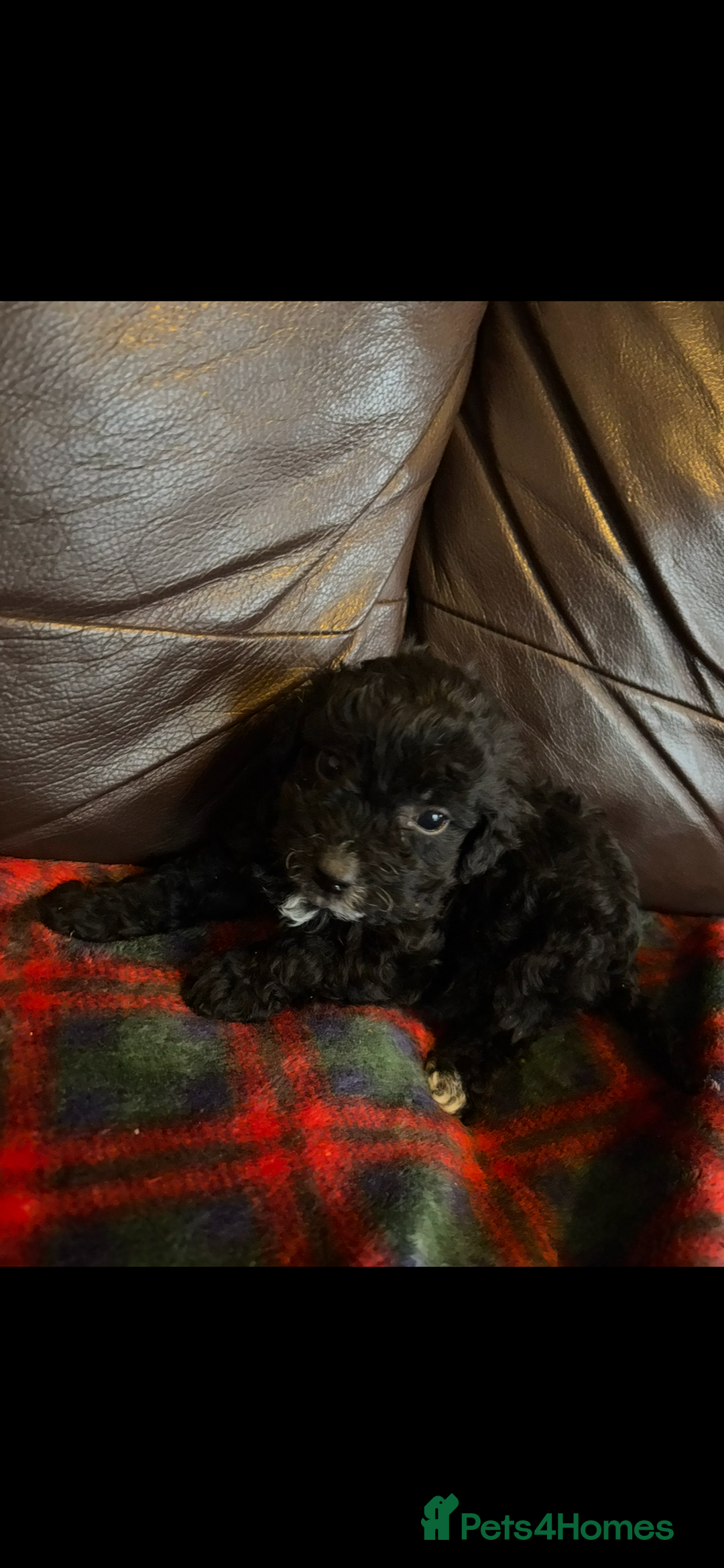 Cockapoo dogs for sale: 1 boy puppy left ready now! - Advert 4