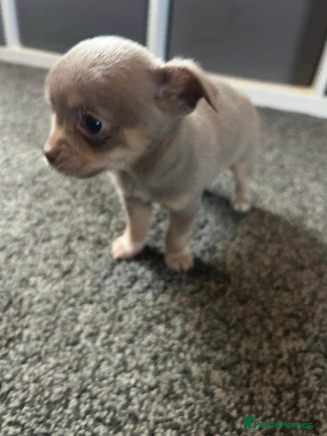 Chihuahua dogs for sale: Full pedigree Chihuahua puppies  - Image 20