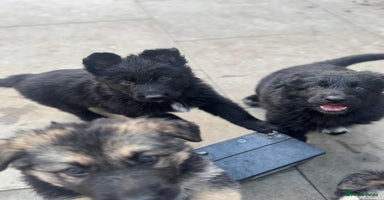 German Shepherd dogs - Advert 15