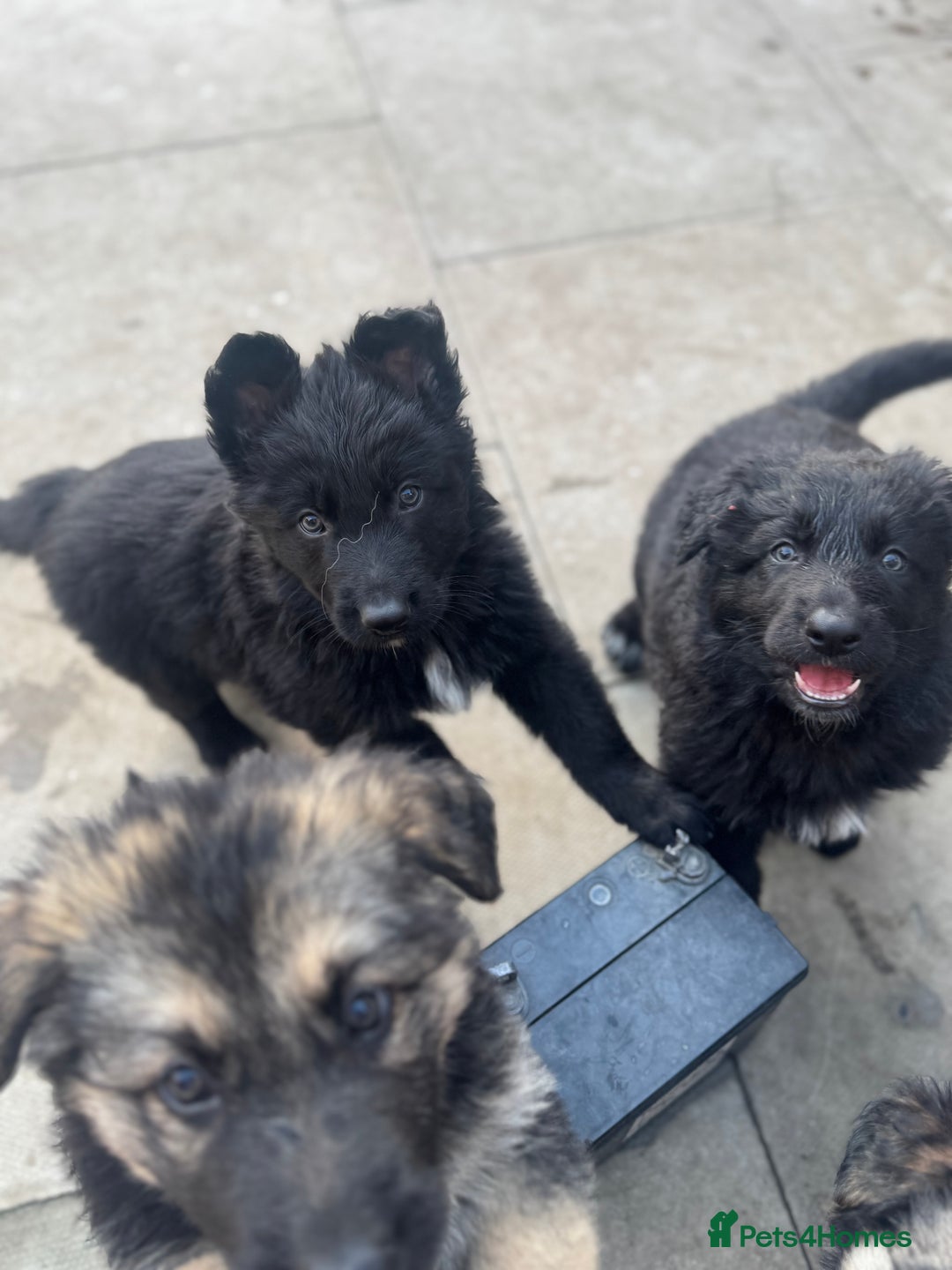 German Shepherd dogs for sale: Stunning top quality German shepherd puppies - Image 39