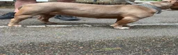 American Bully dogs for sale: American Bully Female ABKC in London - Advert 3