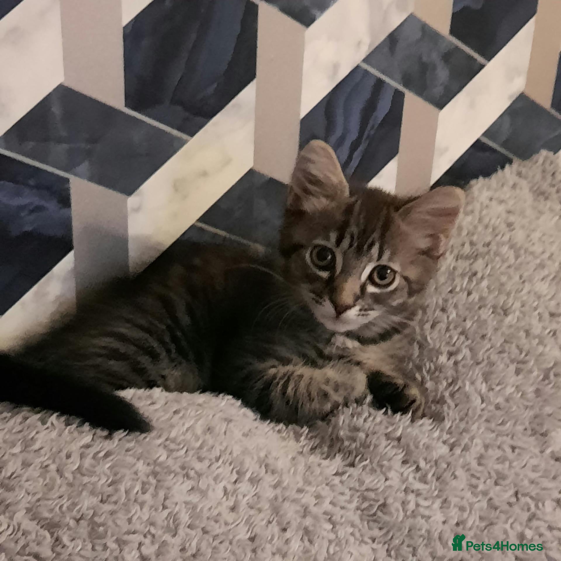 Mixed Breed cats for sale: Beautiful kittens - Advert 2