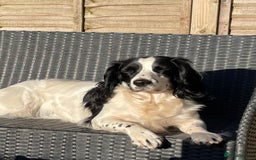 English Springer Spaniel dogs for sale: Diamond  - Image 3