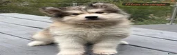 Alaskan Malamute dogs for sale: Champion Line KC Reg Alaskan Malamute Puppes    - Advert 17