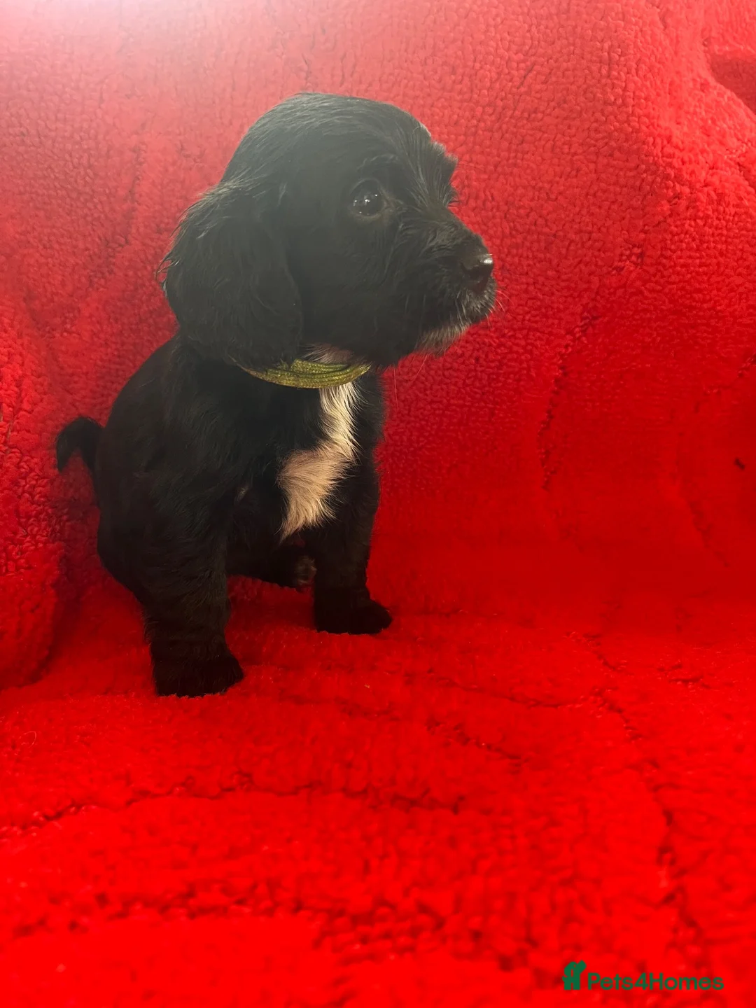 Cocker Spaniel dogs for sale: Beautiful litter of F1 cocker spaniels - Advert 16
