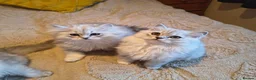 Scottish Fold cats for sale: Scottish fold and straight ear kitten's 😻 - Advert 8