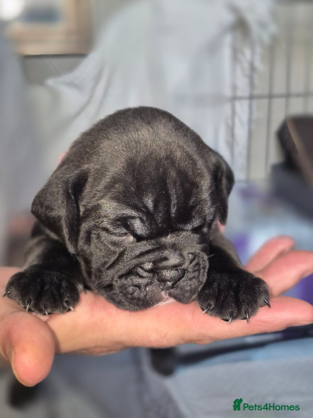 Olde English Bulldogge dogs for sale: STUNNING LITTER OF OLD ENGLISH BULLDOGS 😍  - Image 13