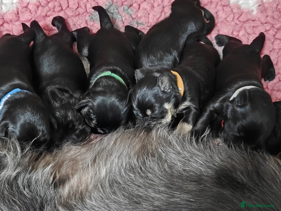 Miniature Schnauzer dogs for sale: Beautiful KC Miniature Schnauzer Puppies  - Image 16