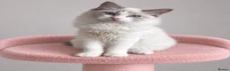 Ragdoll cats for sale: Beautiful TICA Registered Ragdoll Kittens - Advert 23
