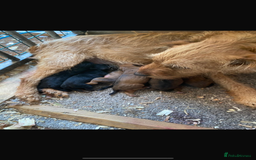 Lakeland Terrier dogs for sale: Lakeland terrier puppies for sale - Image 7