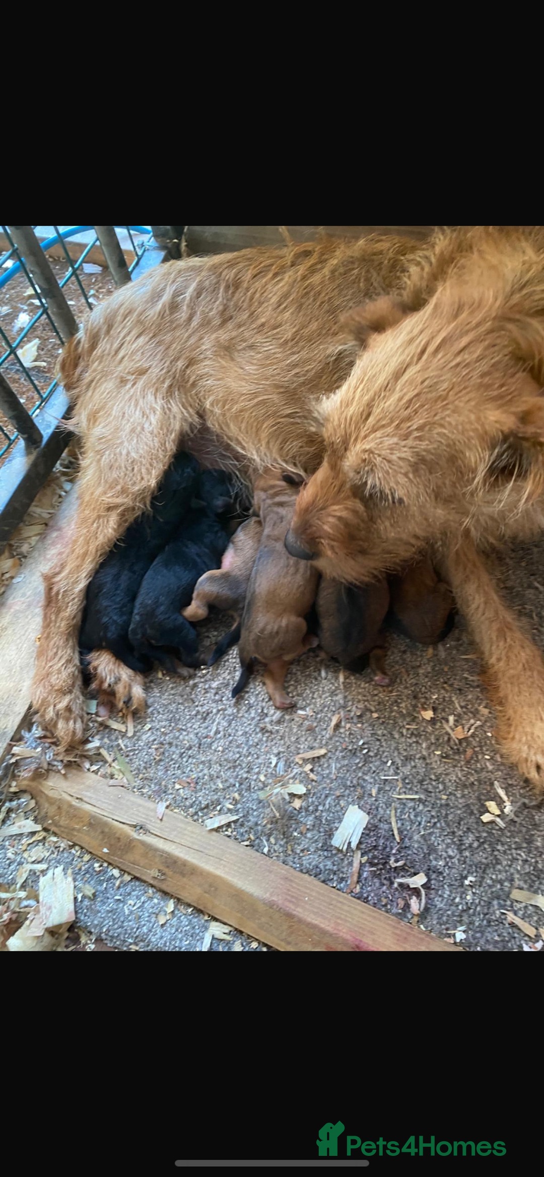 Lakeland Terrier dogs for sale: Lakeland terrier puppies for sale - Image 7