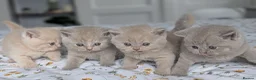 British Shorthair cats for sale: Exceptional British Shorthair kittens 🔥💥 - Advert 12