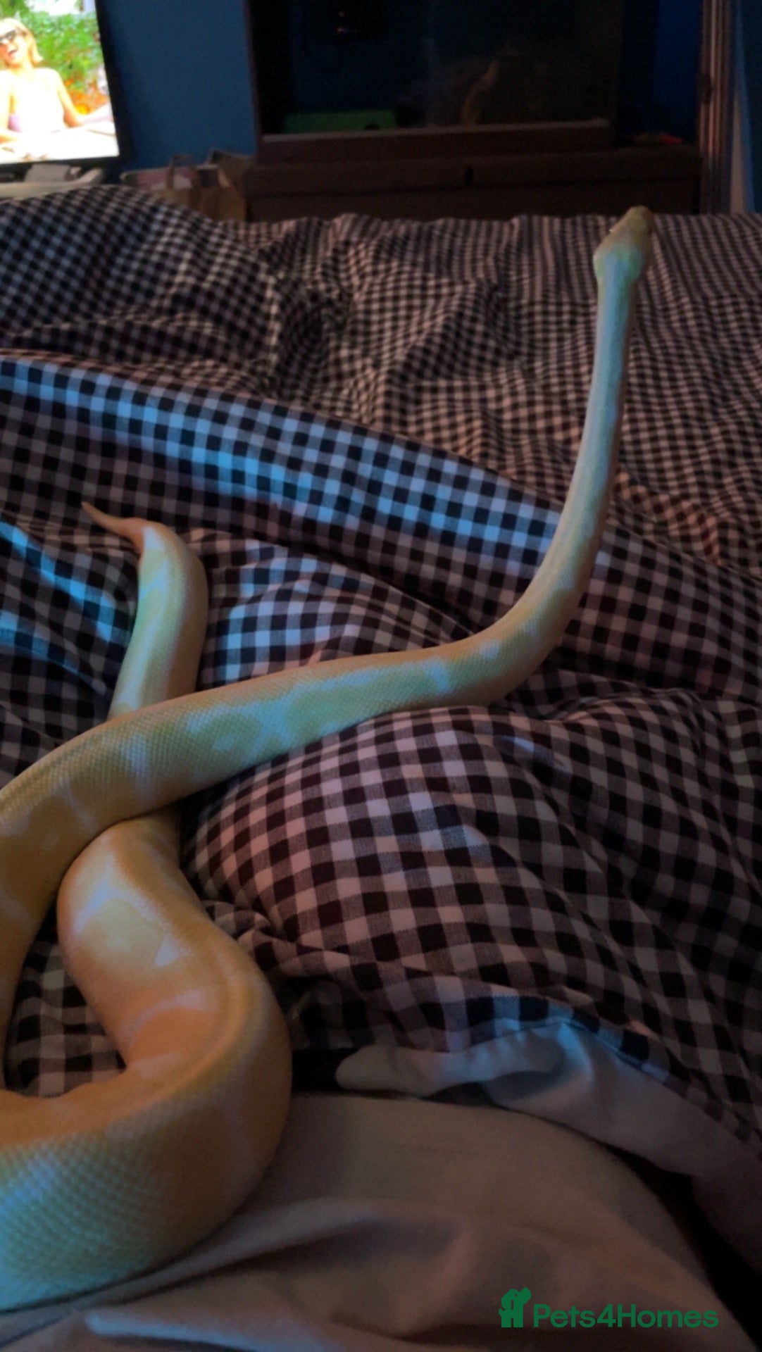 Python Snake reptiles Albino Python Snake - Advert 6