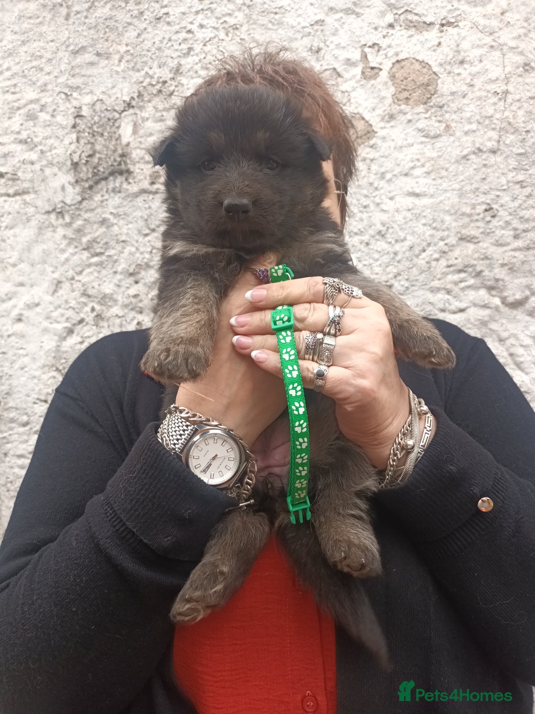German Shepherd dogs for sale: German shepherd  - Image 2