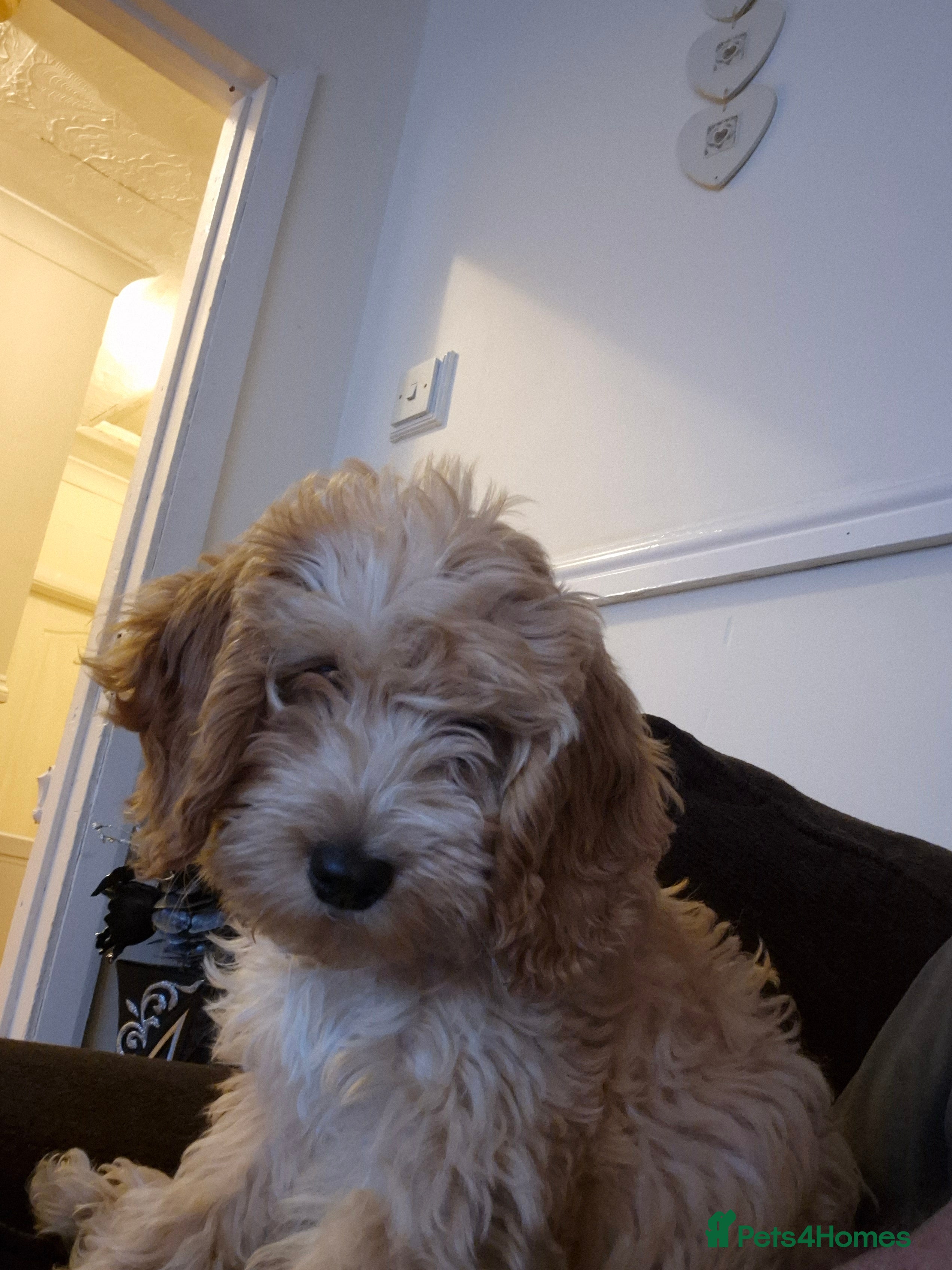 Cockapoo dogs Honey the cockapoo  - Advert 1